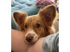 Adopt Cowboy a Mixed Breed (Medium) dog in WAYNE, NJ (41410586)