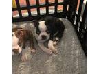 Boston Terrier Puppy for sale in Mcdonough, GA, USA