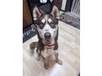 Adopt Archie a Red/Golden/Orange/Chestnut Husky / Redbone Coonhound dog in