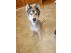 Adopt Prince a Husky / Mixed dog in Raleigh, NC (41453741)