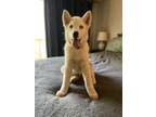 Adopt Eros a White Alaskan Malamute / Mixed dog in Pleasant Hill, CA (41453740)