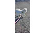 Adopt Duchess Kiara a White Samoyed / Mixed dog in Excelsior Springs