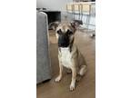 Adopt Ruth a Mixed Breed (Medium) dog in San Diego, CA (39549560)