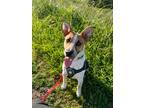Adopt Scooby a White - with Tan, Yellow or Fawn Australian Cattle Dog / Mixed