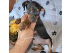 Miniature Pinscher Puppy for sale in Norwood, MO, USA