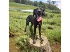 Adopt Jaime a Black Great Dane / Mixed dog in Dallas, TX (40836601)