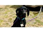 Adopt Jaime a Black Great Dane / Mixed dog in Dallas, TX (40836601)