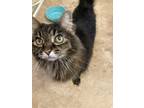 Adopt Gizmo a Gray, Blue or Silver Tabby Tabby / Mixed (long coat) cat in