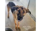 Adopt Flowty a Shepherd