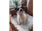 Adopt Zeke a White - with Black Shih Tzu / Mixed dog in Dallas, TX (41453639)
