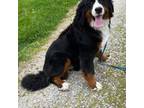 Bernese Mountain Dog Puppy for sale in Spencer, IN, USA