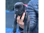 Cane Corso Puppy for sale in Gilroy, CA, USA
