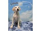 Adopt Linus a White Hound (Unknown Type) / Boxer / Mixed dog in Elmira