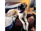 Adopt George a Tan/Yellow/Fawn English Mastiff / Mixed dog in Vail