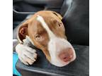 Adopt Russell a Pit Bull Terrier