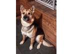 Adopt Cupcake a German Shepherd Dog / Mixed dog in Dallas, TX (41453629)