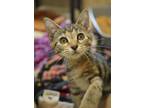 Adopt Wawa 52328 a Brown or Chocolate Domestic Shorthair / Domestic Shorthair /