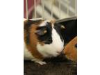 Adopt Tuco a Black Guinea Pig / Guinea Pig / Mixed small animal in Aiken