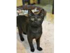 Adopt Kiwi 52726 a All Black Domestic Shorthair / Domestic Shorthair / Mixed cat