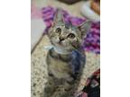 Adopt Loves 52327 a Brown or Chocolate Domestic Shorthair / Domestic Shorthair /