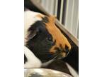 Adopt Hector a Black Guinea Pig / Guinea Pig / Mixed small animal in Aiken
