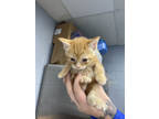 Adopt cucumber a Orange or Red Domestic Longhair / Domestic Shorthair / Mixed