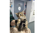 Adopt Onion a Brown Tabby Domestic Longhair / Mixed Breed (Medium) / Mixed