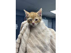 Adopt Potato a Orange or Red Domestic Longhair / Domestic Shorthair / Mixed cat