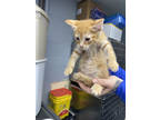 Adopt Zucchini a Orange or Red Domestic Longhair / Domestic Shorthair / Mixed