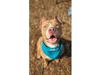 Adopt Prince a Tan/Yellow/Fawn Mixed Breed (Large) / Mixed dog in Cincinnati