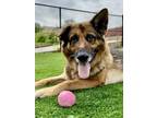 Adopt Seegar a Tan/Yellow/Fawn German Shepherd Dog / Mixed dog in Cincinnati