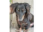 Adopt Omar a Dachshund / Mixed dog in Weston, FL (41421849)