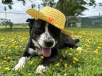 Adopt Daisy a Black Mixed Breed (Medium) / Mixed dog in Danville, PA (39787580)