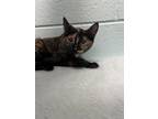 Adopt Tinker a Orange or Red Domestic Shorthair / Mixed Breed (Medium) / Mixed