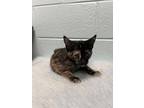 Adopt Willow a Orange or Red Domestic Shorthair / Mixed Breed (Medium) / Mixed