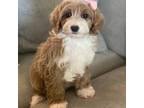 Mutt Puppy for sale in Phoenix, AZ, USA