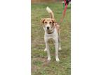 Adopt CALLIOPE a White Labrador Retriever / Mixed Breed (Medium) / Mixed (short