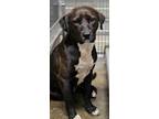Adopt ORSON a Black American Pit Bull Terrier / Mixed dog in Clinton