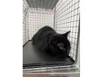 Adopt Filberto 1 a All Black Domestic Shorthair / Domestic Shorthair / Mixed cat
