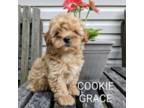 Cookie Grace