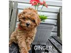 Ginger Zoe