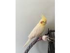 Adopt Helios 2 YO Lution Cockatiel - a Yellow Cockatiel bird in Vancouver
