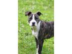 Adopt Pixel a Brindle - with White Pit Bull Terrier / Boston Terrier / Mixed dog