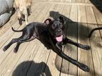 Adopt Jude a Black Pit Bull Terrier / Labrador Retriever / Mixed dog in Shermans