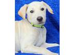 Adopt Abner Puerto Rico a White - with Tan, Yellow or Fawn Labrador Retriever /