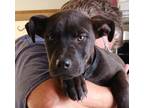 Adopt Oxford a Black Labrador Retriever / Mixed Breed (Medium) / Mixed (short