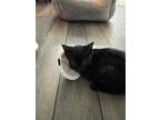 Adopt Maxwell a All Black Domestic Shorthair / Domestic Shorthair / Mixed cat in