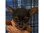 Yorkshire Terrier Puppy for sale in Purdy, MO, USA