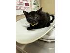Adopt Jolteon a All Black Domestic Shorthair / Domestic Shorthair / Mixed cat in