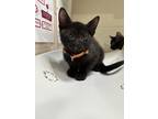 Adopt Flareon a All Black Domestic Shorthair / Domestic Shorthair / Mixed cat in